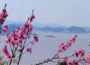 【好名声网】故乡海岸桃花(六)(高海涛)