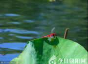 愿化蜂蝶读百花（孙嘉平）