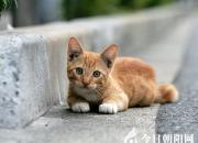 我与猫（王学英）