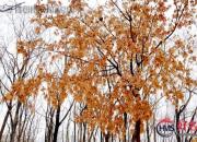 【好名声网】这个冬天没有雪（石玉梅）