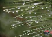 【好名声网】辽西的雨季（时春华）