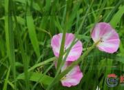 【好名声网】花姿百态——牵牛花（陈玉民）