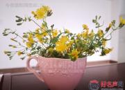 【好名声网】美丽苦菜花（时春华）