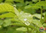 【好名声网】夏夜听雨（李娜）