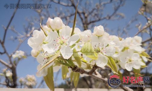 【好名声网】春雨醉梨花（石玉梅）