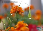 【好名声网】六月的雨（刘莉）