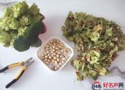 【好名声网】遇见榛树（李娜）