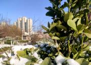 风雪兼程，朝阳等你绽放！