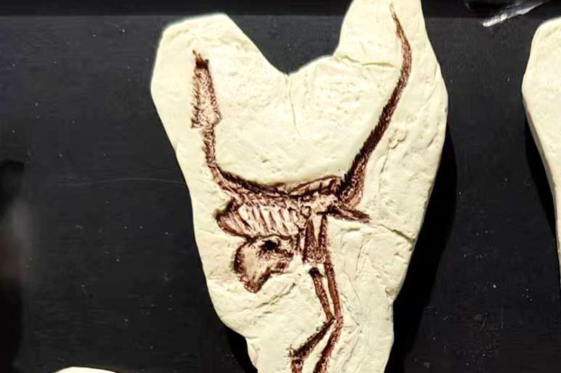 【好名声网】化石宝库（韩辉升）