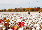 【好名声网】寒露（韩辉升）