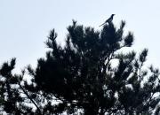 【好名声网】高兴的喜鹊（韩辉升）