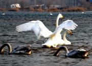 【好名声网】天鹅回来了（韩辉升）