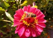 【好名声网】蜜蜂（韩辉升）