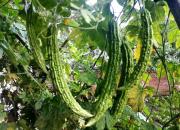 【好名声网】苦瓜（韩辉升）