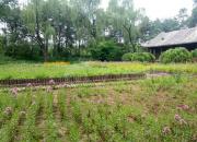 【好名声网】春花记（韩辉升）