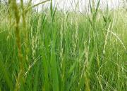 【好名声网】寸草铡三刀（韩辉升）