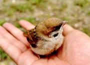 【好名声网】手艺人（韩辉升）