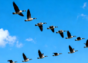 【好名声网】大雁飞（韩辉升）