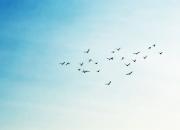 【好名声网】开心的鸟（韩辉升）