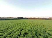 【好名声网】拔起秧子（韩辉升）