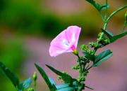 【好名声网】乡愁（韩辉升）