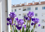 【好名声网】一盆花（韩辉升）