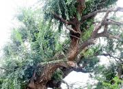 【好名声网】老榆树（韩辉升）