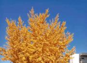 【好名声网】霜降（韩辉升）