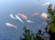 【好名声网】思想河（三十首）（二）（韩辉升）