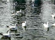 【好名声网】思想河（三十首）（二十三）（韩辉升）