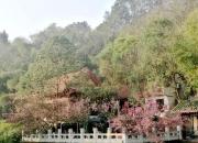 【好名声网】我也在这个季节开花了（韩辉升）