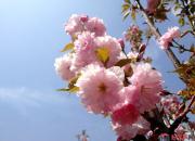 【好名声网】花枝乱颤（韩辉升）