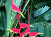 【好名声网】花开（韩辉升）