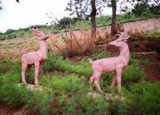 【好名声网】放归的野生动物回来了（韩辉升）