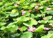 【好名声网】脐带（韩辉升）