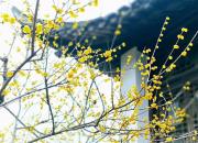 【好名声网】过期的药（文/韩辉升）