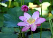 【好名声网】荷（文/韩辉升）