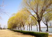 【好名声网】三棵树（韩辉升）