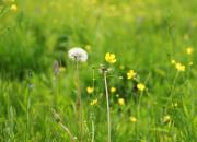 【好名声网】蚂蚁啊，你多像我的大哥（韩辉升）