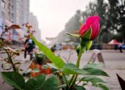 【好名声网】日出（文/韩辉升）