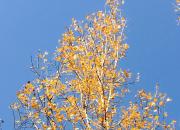 【好名声网】大杨树（文/韩辉升）