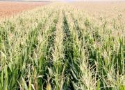 【好名声网】给我留一垄玉米（文/韩辉升）