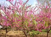 【好名声网】桃花寨（文/韩辉升）