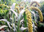 【好名声网】谷草人（文/韩辉升）