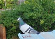 【好名声网】鸽子（文/韩辉升）