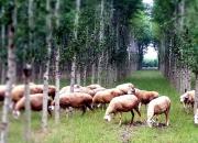 【好名声网】小叙事：朝阳（组诗）（八）养羊合作社逸闻（文/韩辉升）