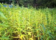 【好名声网】小叙事：朝阳（组诗）（十一）留块好地种芝麻（文/韩辉升）