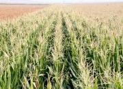 【好名声网】小叙事：朝阳（组诗）（十四）乡趣（文/韩辉升）