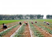 【好名声网】小叙事：朝阳（组诗）（二十七）一小块儿地（文/韩辉升）