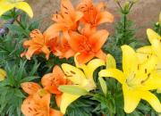 【好名声网】小叙事：朝阳（组诗）（四十）凌源百合节上老农语录（文/韩辉升）